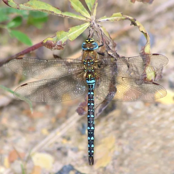Migrant Havwker ♂ (2014)