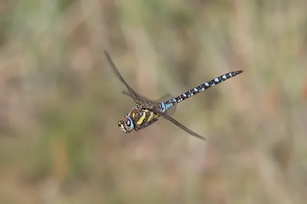 Migrant Havwker ♂ (2015)