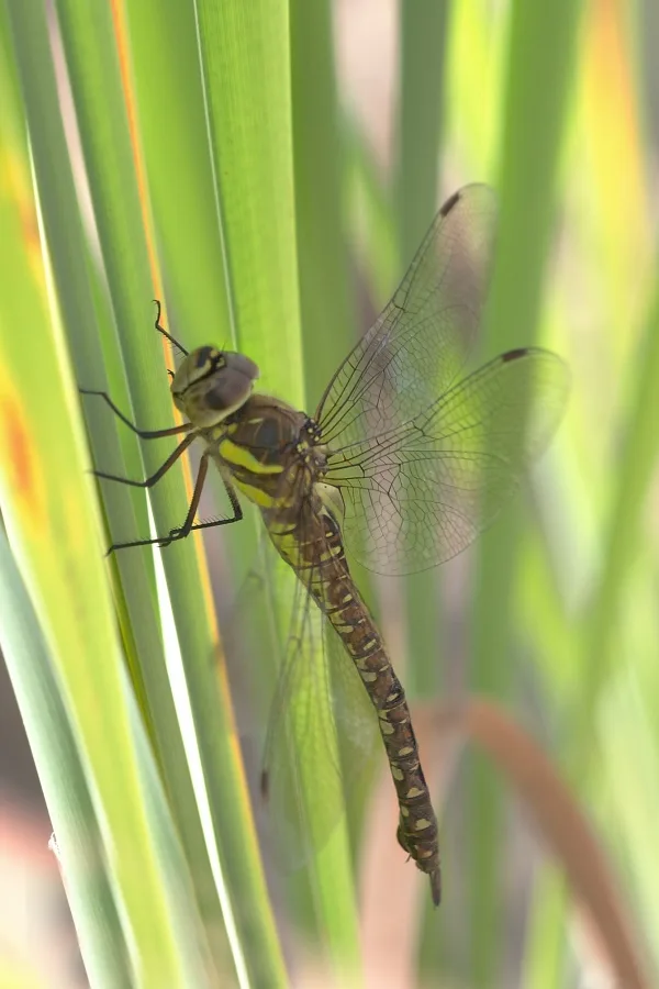 Migrant Havwker ♀ (2015)