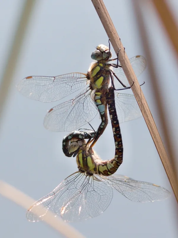 Migrant Havwker ♂ + ♀ (2013)