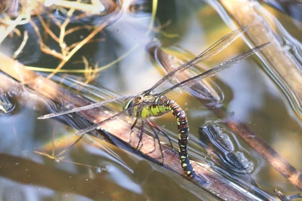 Migrant Havwker ♀ (2013)