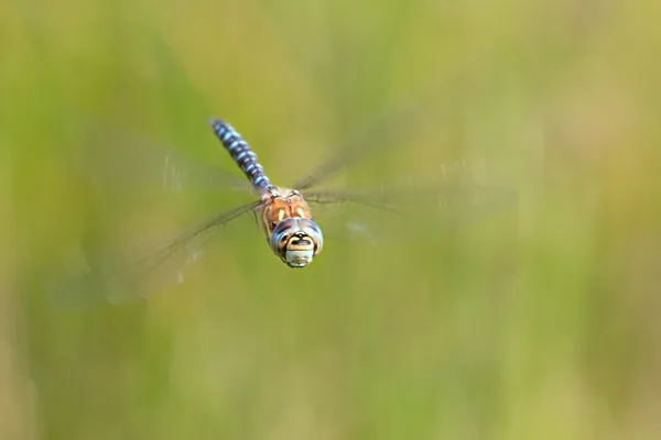 Migrant Havwker ♂ (2013)