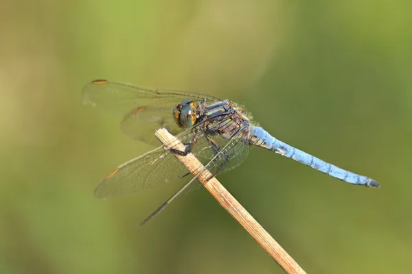 Keeled Skimmer ♂ (2014)