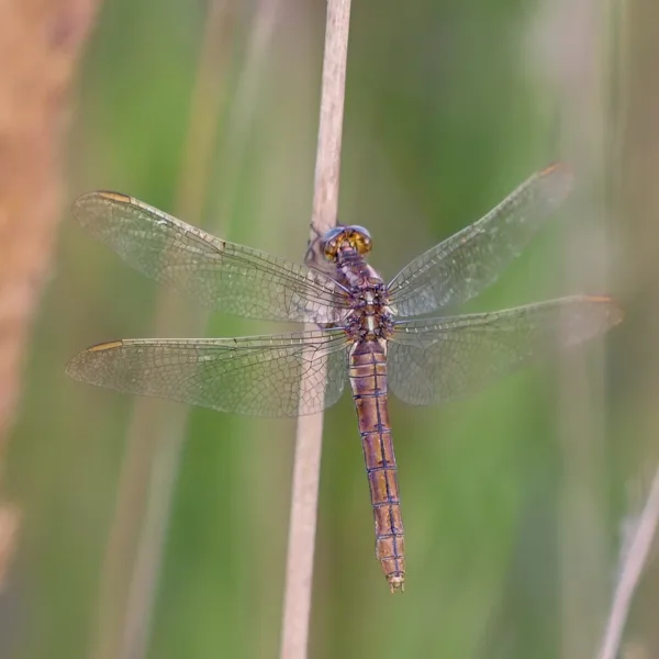 Keeled Skimmer ♀ (2014)