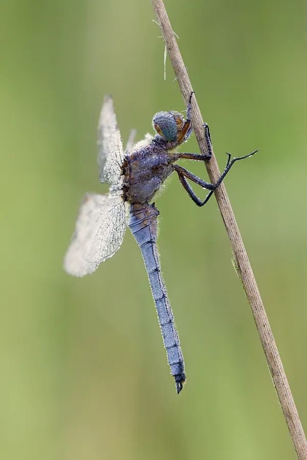 Keeled Skimmer ♂ (2017)