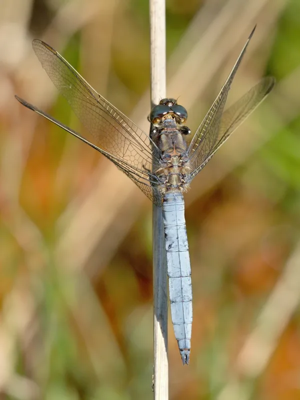 Keeled Skimmer ♂ (2014)