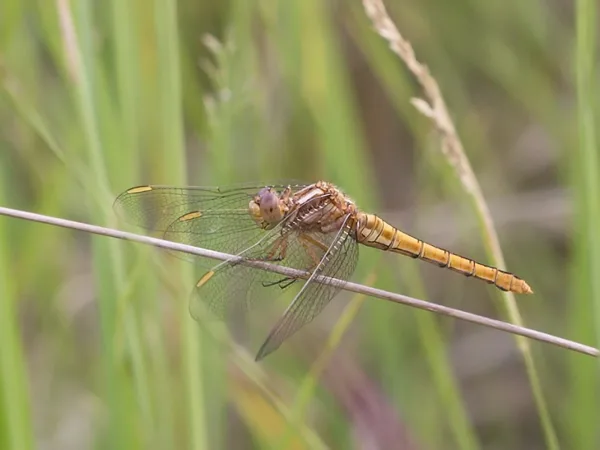 Keeled Skimmer ♀ (2015)