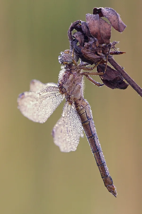Keeled Skimmer ♀ (2016)