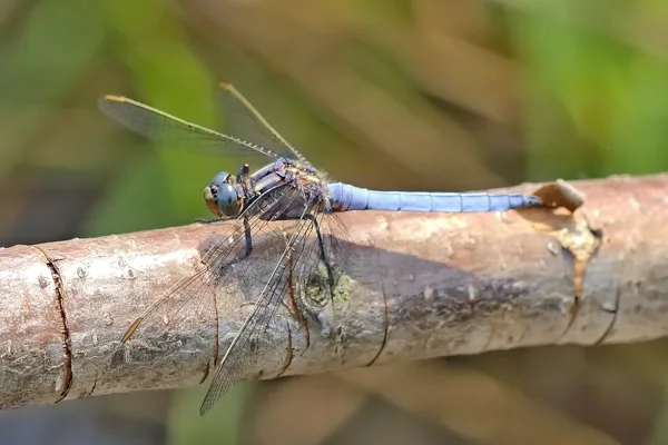 Keeled Skimmer ♂ (2015)