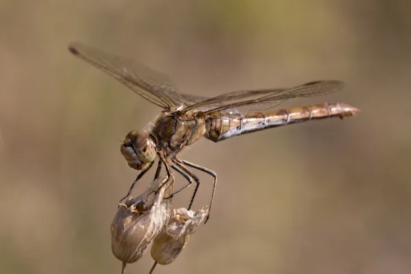 vážka obecná ♀ (2016)