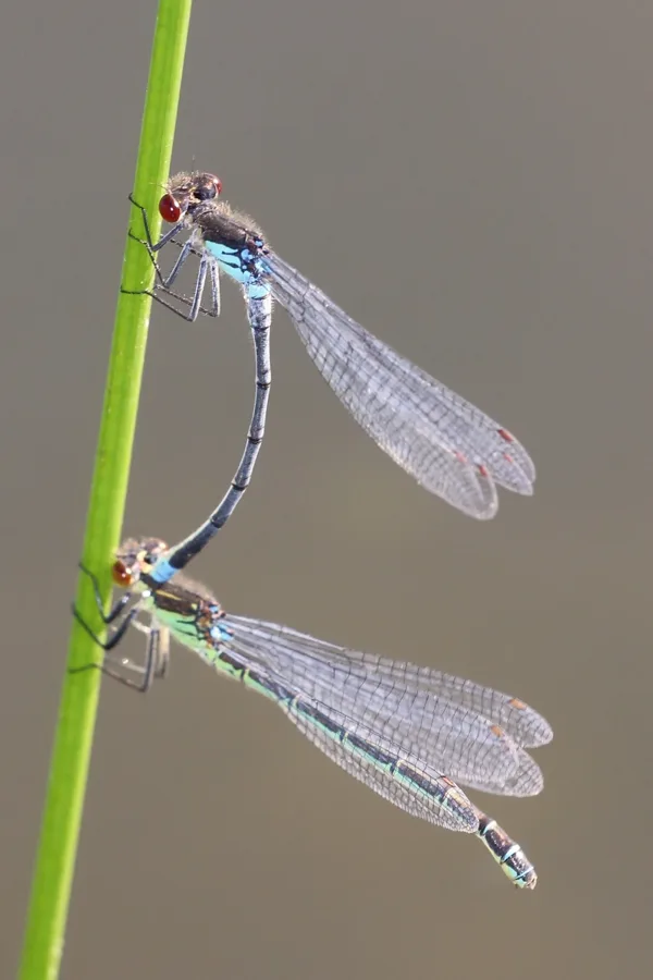 Red-eyed Damselfky ♂ + ♀ (2014)