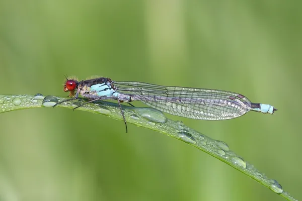 Red-eyed Damselfky ♂ (2017)