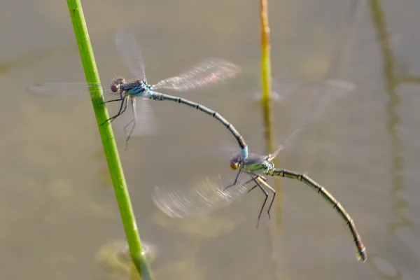 Red-eyed Damselfky ♂ + ♀ (2014)