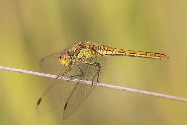 Vagrant Darter ♀ (2017 )