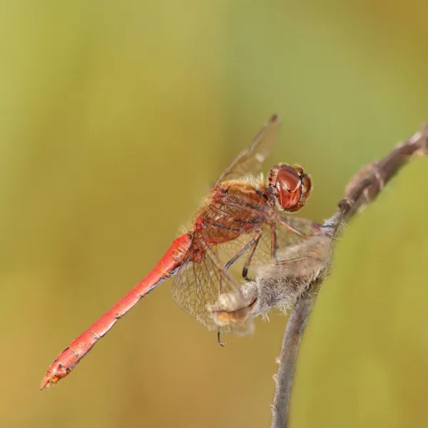 Vagrant Darter ♂ (2014)