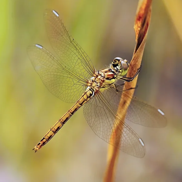 Vagrant Darter ♀ (2013)