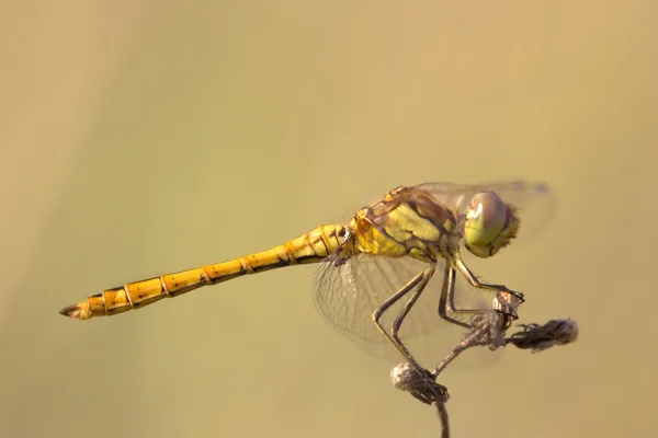 Vagrant Darter ♂ (2016)