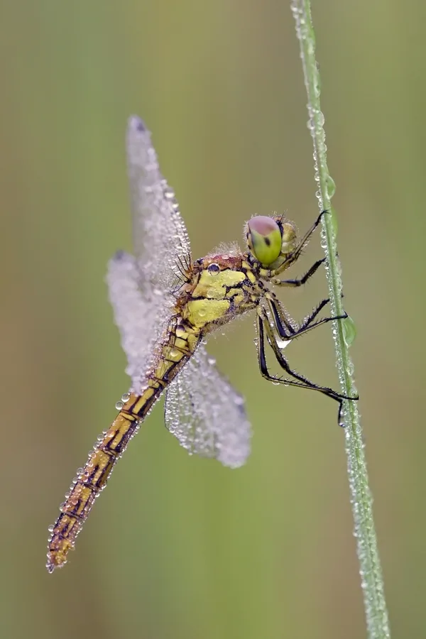 Vagrant Darter ♀ (2017)