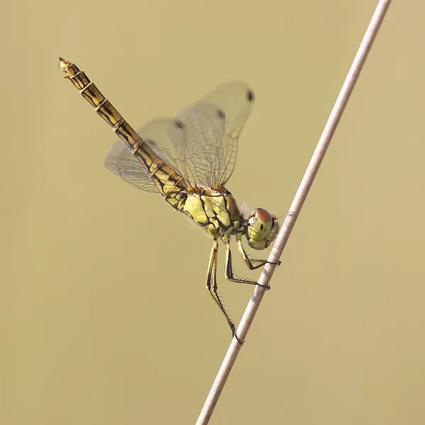 Vagrant Darter ♀ (2017)