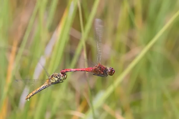 Vagrant Darter ♂ + ♀ (2016)