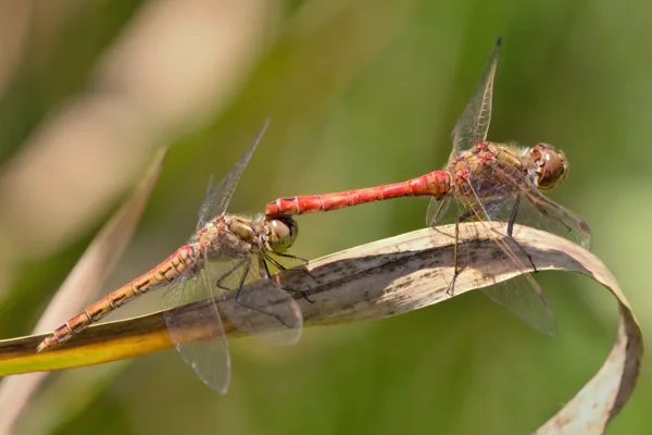 Vagrant Darter ♂ + ♀ (2013)