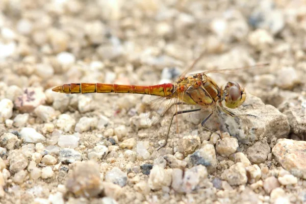 Vagrant Darter ♂ (2014)