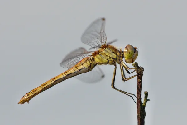 Vagrant Darter ♀ (2013)