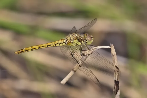 Vagrant Darter ♀ (2016)