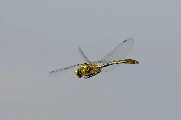 lesklice měděná ♂ (2013)