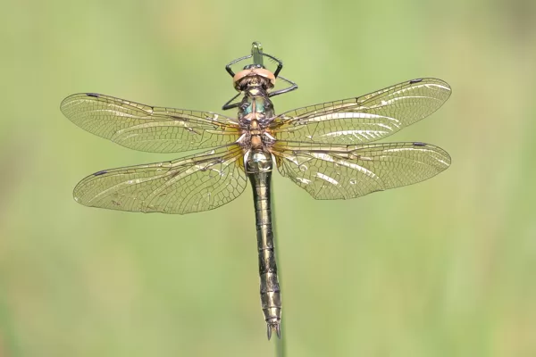 lesklice měděná ♀ (2016)