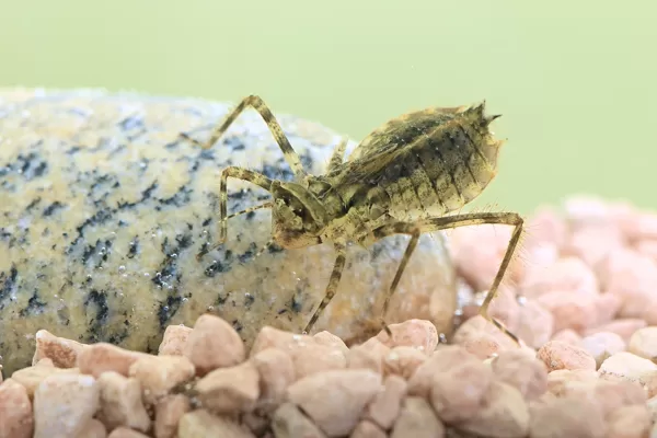 lesklice měděná - larva (2015)