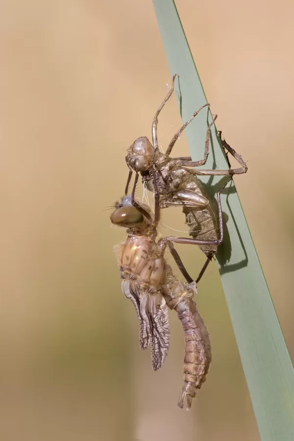 lesklice měděná ♂ (2016)
