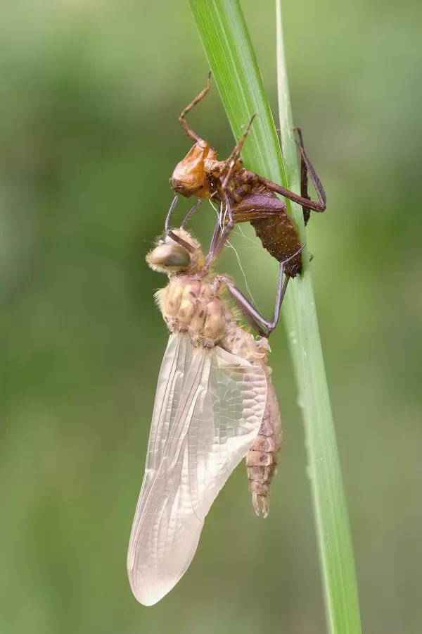 lesklice měděná ♂ (2016)