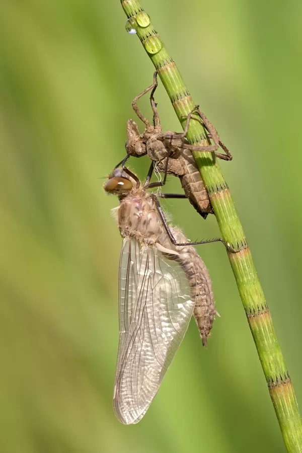 lesklice měděná ♀ (2017)