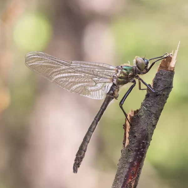 lesklice měděná ♂ (2016)