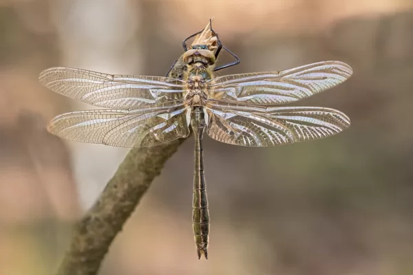 lesklice měděná ♂ (2016)