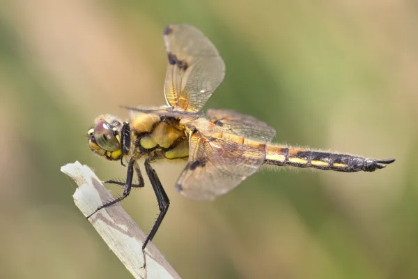 Four-spotted Chaser ♂ (2014)