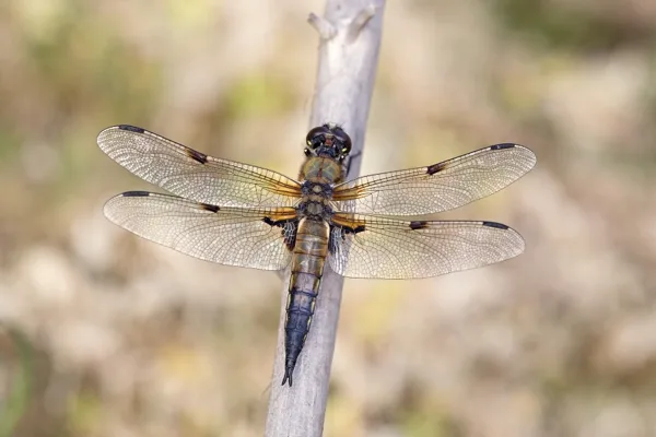 Four-spotted Chaser ♂ (2015)