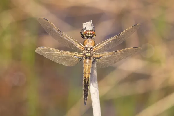 Four-spotted Chaser ♂ (2016)