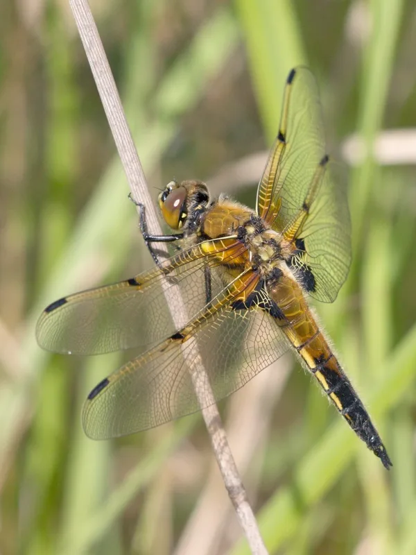 Four-spotted Chaser ♂ (2014)