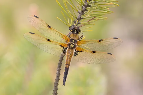 Four-spotted Chaser ♂ (2016)