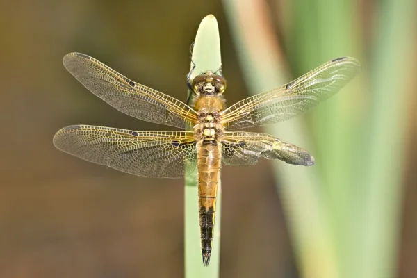 Four-spotted Chaser ♀ (2013)