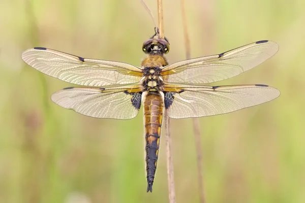 Four-spotted Chaser ♂ (2016)