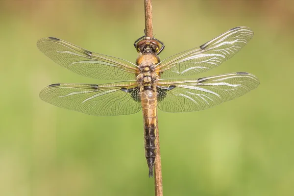 Four-spotted Chaser ♂ (2016)