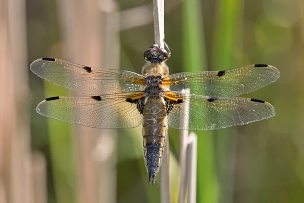 Four-spotted Chaser ♀ (2014)