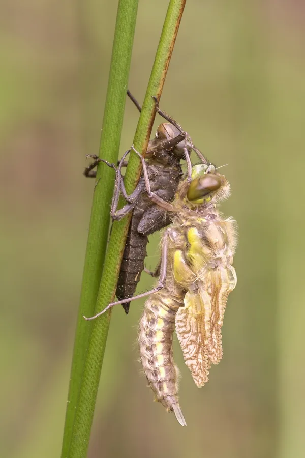 Four-spotted Chaser ♀ (2017)