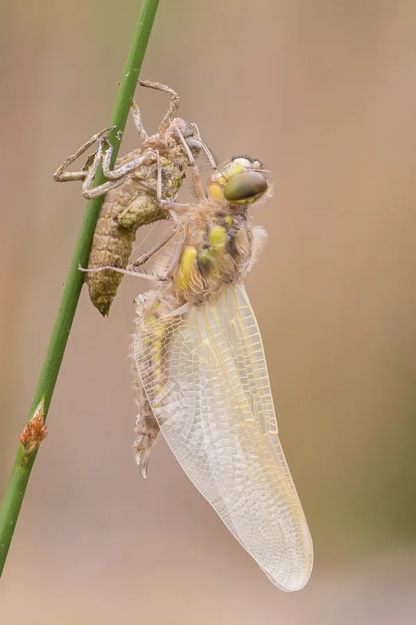 Four-spotted Chaser ♂ (2016)