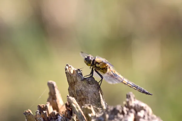 Four-spotted Chaser ♂ (2017)