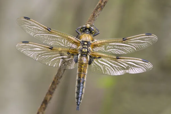 Four-spotted Chaser ♂ (2017)