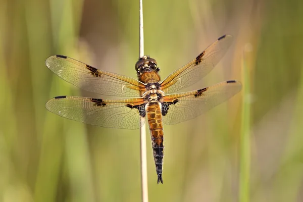 Four-spotted Chaser ♂ (2015)